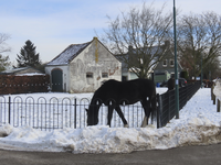 901349 Afbeelding van een grazend paard in de sneeuw, bij boerderij Alendorp (Alendorperweg 48), in het Máximapark in ...